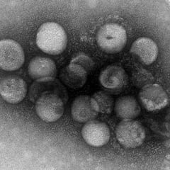 Los dos nuevos coronavirus que preocupan a los científicos