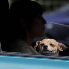 Refrendo CDMX: cuál es la fecha límite y cómo pagar sin intereses