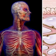 Descubren nuevo órgano humano que se encuentra debajo de la piel y podría revelar cómo se producen las enfermedades