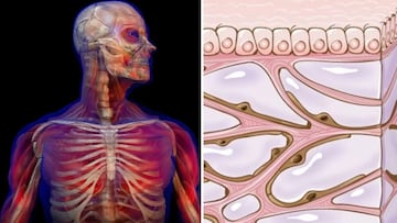 Descubren nuevo órgano humano que se encuentra debajo de la piel y podría revelar cómo se producen las enfermedades