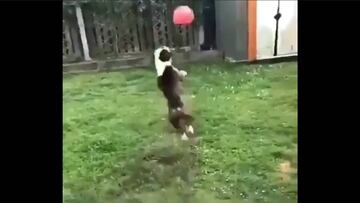 Este perro no le envidia nada a Leo Messi