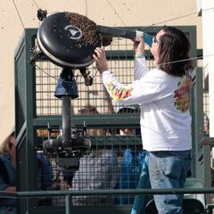 Watch how beekeeper removed swarm of bees at Indian Wells