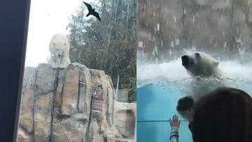 Un oso sorprende a multitud en un zoológico con un clavado y se hace viral