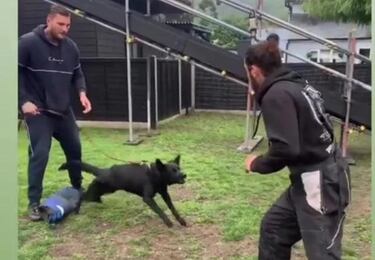As¨ª es el perro de 23.000 euros que se ha comprado Ashley Cole tras sufrir un atraco