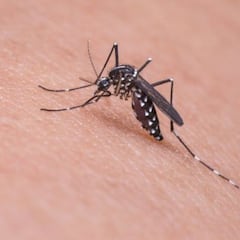 New science explains why mosquitoes prefer some people over others