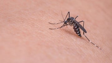 El motivo por el que los mosquitos pican más en los tobillos  