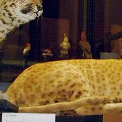 ¿Qué es un jagleón? Así es la mezcla entre un jaguar y león