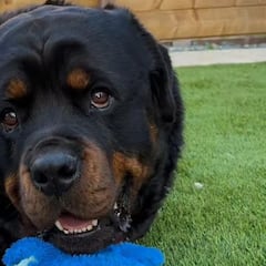 El adorable rottweiler que ha emocionado a su dueña al demostrarle que lo protegerá para siempre: “No te metas con mamá”