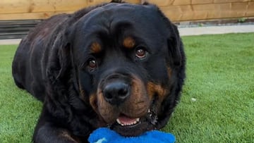 El adorable rottweiler que ha emocionado a su dueña al demostrarle que lo protegerá para siempre: “No te metas con mamá”