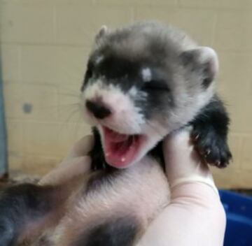 Y el National Zoo le dedicó otro tuit: "@VAAquarium Bostezo".