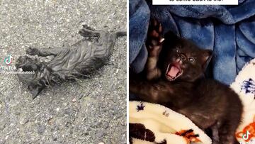 Un hombre rescata lo que parece ser un gato: nadie vio venir qué animal era realmente