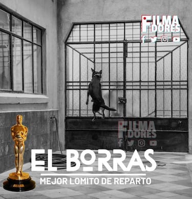 La conmovedora historia de ‘El Borras’ el perro que aparece en película ‘Roma’