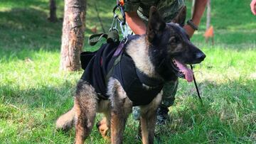 Quién fue Proteo, el perro de la Sedena que murió en Turquía 