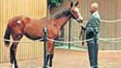 Un español compra el potro más caro