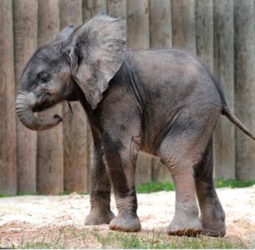 A lo que el Zoo de Maryland contestaba: "Todo lo dem¨¢s en Twitter en este momento es irrelephant" (juego de palabras de irrelevant y elephant).