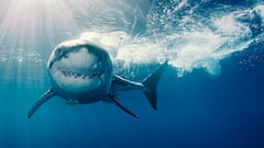 Un tiburón mata a un surfista en una playa de Sídney