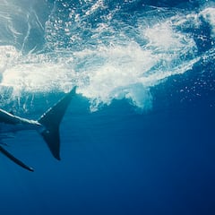 Pescadores se encuentran con un gran tiburón blanco y lo que hace el animal les deja con la boca abierta