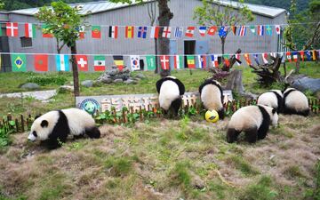 Los pandas se divierten jugando al fútbol en la reserva de Shenshuping.