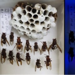 Por qué las avispas construyen ahora sus nidos fluorescentes