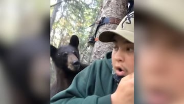 Pudo acabar en tragedia: un oso se le pone a centímetros de la cara mientras caza en un árbol