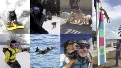El increíble video que reúne a las mascotas más extremas del mundo