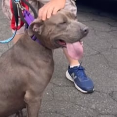 La emoción del perro más antiguo del refugio cuando al fin es adoptado 640 días después: “Dieron sus frutos”