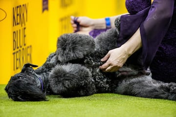 Meno (Kerry Blue Terrier) compite durante el Campeonato Masters Agility de la 149? Exposicin Canina Anual del Westminster Kennel Club en el Centro de Convenciones Jacob Javits en la ciudad de Nueva York.