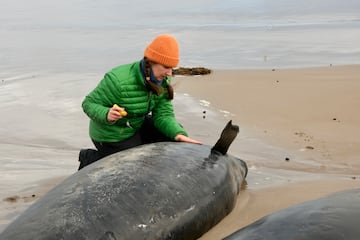 Los equipos de rescate intentaron salvar a estos odontocetos, un suborden de los cetceos.