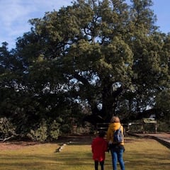 El mejor árbol de Europa está en Huesca