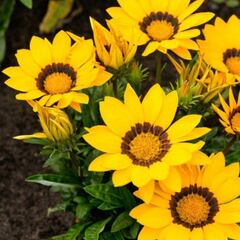 ¿Por qué se regalan flores amarillas el 21 de marzo en México?