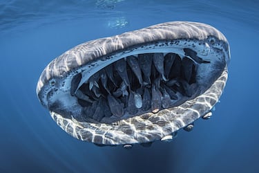 Un tibur¨®n ballena en Baja California, M¨¦xico.