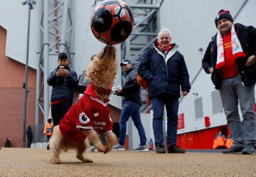 Curiosa imagen de un perro haciendo malabares con una pelota en los aleda?os de Anfield en el previo al partido entre Liverpool y Everton. Derbi de la ciudad de Liverpool.
