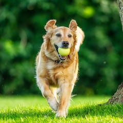 National Spoil Your Dog Day: Why overindulging your pet is a bad idea and how to know if your pup is spoiled