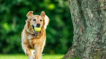 Golden retrievers are famously lovable family pets thanks to their intelligence, trainability, and friendly nature.