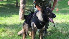 Se revelan las causas de la muerte de Proteo, el perro rescatista que falleció en Turquía