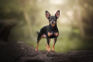 Los adultos miden entre 25 y 30 cm y pesan de 4 a 6 kilos. Tiene un pelaje corto y suave, liso y brillante en color negro, azul o marrón con manchas canela o rojo. Se empleaba como ratero y desciende del pinscher alemán de pelo suave.