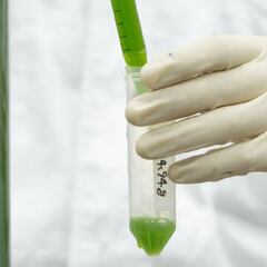 ¿Cómo las algas ayudan a reducir la contaminación del aire?