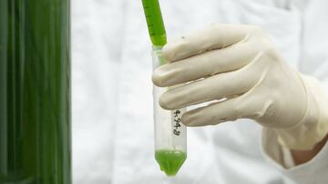 ¿Cómo las algas ayudan a reducir la contaminación del aire?
