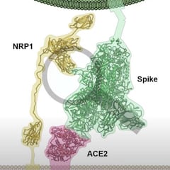 Neuropilin-1: la nueva vía de entrada de la COVID al organismo