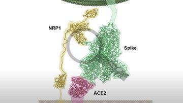 Neuropilin-1: la nueva vía de entrada de la COVID al organismo