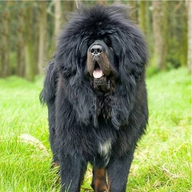 Los 10 animales más caros del mundo