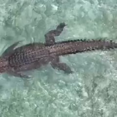 Avistan varios cocodrilos en un paraíso del surf