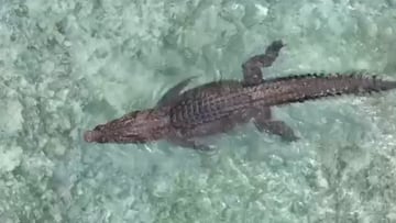 Cocodrilo en aguas cristalinas en las Mentawai (Indonesia)