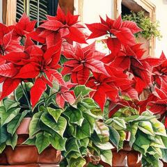 Día Nacional de la Nochebuena 2024: origen, significado y por qué se celebra el 8 de diciembre