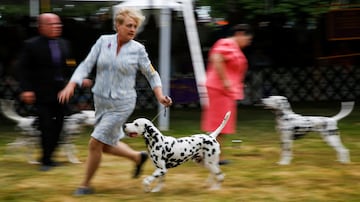 Dálmatas corriendo con sus cuidadores.