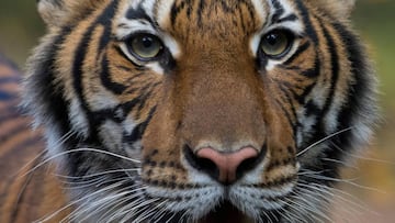 Un tigre da positivo por coronavirus en Nueva York