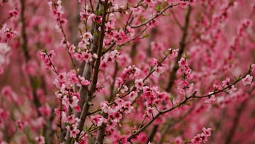 Flores de melocotoneros, foto de recurso