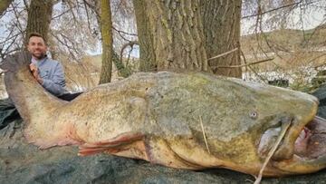 Un palentino pesca al ‘monstruo del Ebro’: un siluro de 85 kilos y 2,3 metros