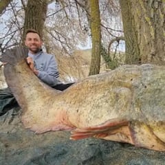 Un palentino pesca al ‘monstruo del Ebro’: un siluro de 85 kilos y 2,3 metros