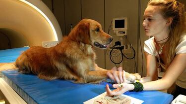 Tu perro es capaz de entender lo que dices y cómo lo dices